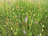 Close-up van de associatie van veldrus en gevlekte orchis