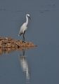 Egretta garzetta