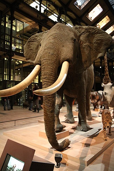 File:Eléphant d'Afrique naturalisé.JPG