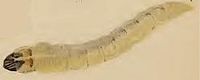 Larva Elachista biatomella larva.JPG
