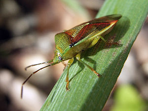 Variegated leaf bug (Elasmostethus interstinctus)