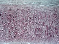 Les chondrocytes sont de formes arrondies et regroupées par deux ou trois dans des pochettes appelées chondroplastes.