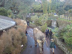 飼育員と一緒に園内を歩くゾウ