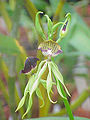 Encyclia cochleata flower