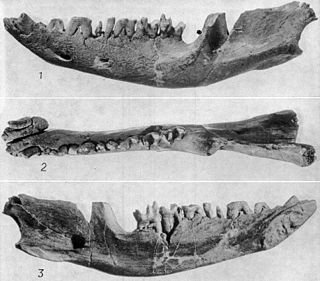 <i>Eodelphis</i> Extinct genus of marsupials