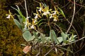 Epidendrum tetraceros