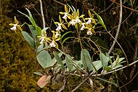 Epidendrum tetraceros Costa Rica 1.jpg