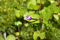 Epilobium anagallidifolium