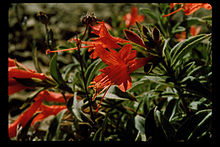 Epilobium septentrionale.jpeg