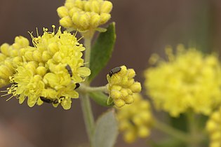 Eriogonum sphaerocephalum