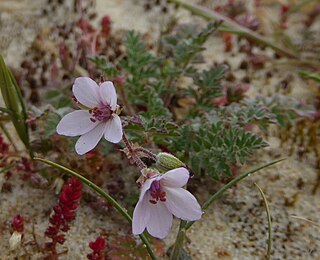 <i>Erodium lebelii</i> Species of flowering plant
