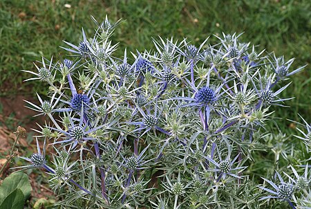 Eryngium July 2011-1.jpg