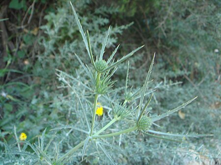 Eryngium tenue.JPG