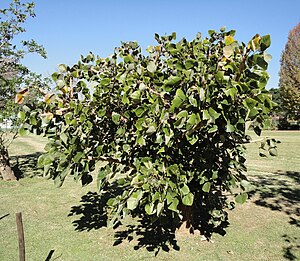 Erythrina caffra, KZN NBT, b.jpg