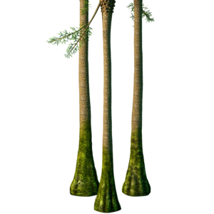 †Pseudosporochnus. Early treelike plants resembled giant ferns and grew 2–10 metres tall.