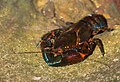 Cherax sp, Leura Cascade, Katoomba, Blue Mountains, New South Wales, Australia