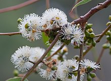 Eucalyptus cephalocarpa цветя.jpg