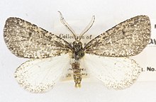 Eucaterva variaria -25951 Det. John L. Sperry Miami, Arizona. 25 March 1946 L.H. Bridwell (49550349448).jpg