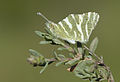 * Nomination Green-striped White (Euchloe belemia). Karataş, Adana - Turkey. --Zcebeci 11:10, 16 April 2015 (UTC) * Promotion Good quality. --Poco a poco 22:44, 16 April 2015 (UTC)