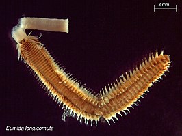 Eumida longicornuta