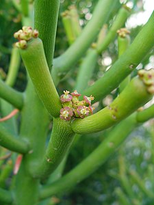 Euphorbia tirucalli Cyathia