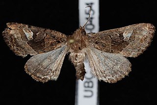 <i>Euplexia benesimilis</i> Species of moth