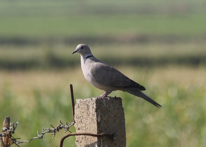 File:Eurasian Collared Dove Streptopelia decaocto IMG 0838 (3), Gujarat, India.jpg