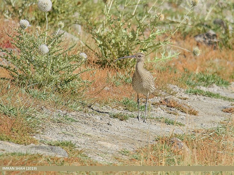 File:Eurasian Curlew (Numenius arquata) (49954234612).jpg