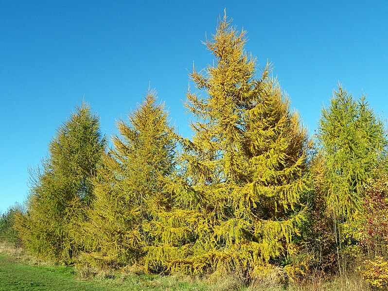 File:European Larch (Larix decidua) trees (8257163733).jpg