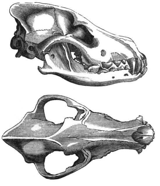 Skull of a European wolf