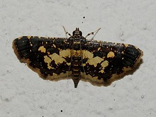 <i>Eurrhyparodes bracteolalis</i> Species of moth