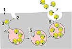 Vorschaubild für Exosom (Vesikel)