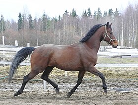 Finlandais sang-chaud bai au trot