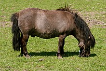 Falabella on pasture.jpg