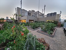 Flourishing rooftop farm near Tokyo displaying what an example of comprehensive food justice looks like. Farm above Atre Ebisu.jpg