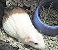 Pregnant guinea pig