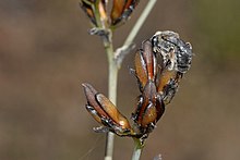 Leioproctus female on Haemodorum species in Western Australia Female Native bee on Haemodorum plant.jpg