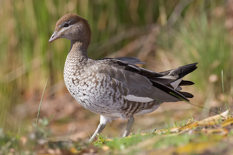 File:Female Wood Duck jun08.jpg