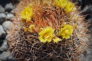 <i>Ferocactus cylindraceus</i> Species of cactus