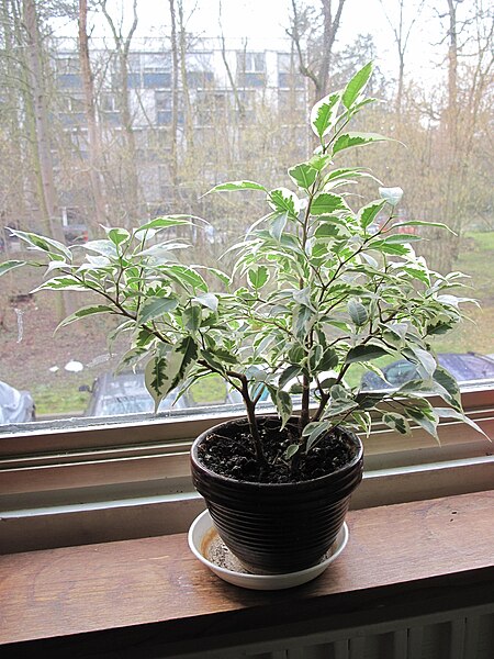 File:Ficus benjamina variegata in pot D130210.jpg