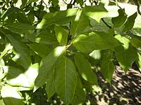 Ficus racemosa foliage.jpg