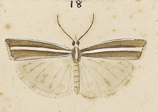 <i>Orocrambus dicrenellus</i> Species of moth