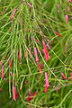 Firecracker plant (Russelia equisetiformis).