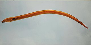 <span class="mw-page-title-main">Shrimp eel</span> Species of fish