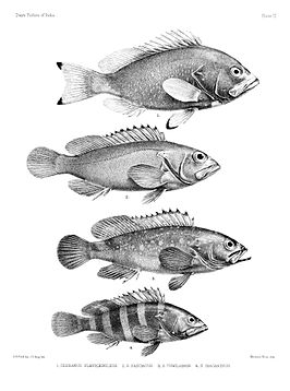 Serranus