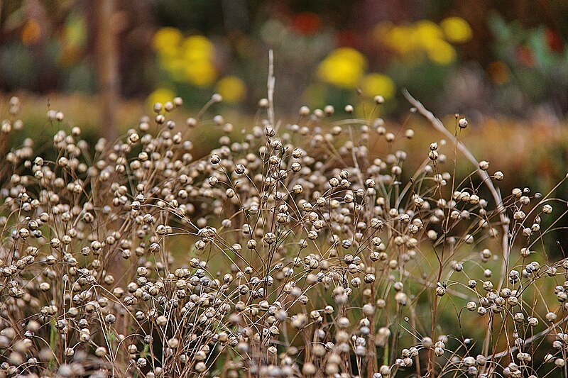 File:Flax in Kivik (10381997016).jpg