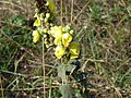 Inflorescence et feuilles