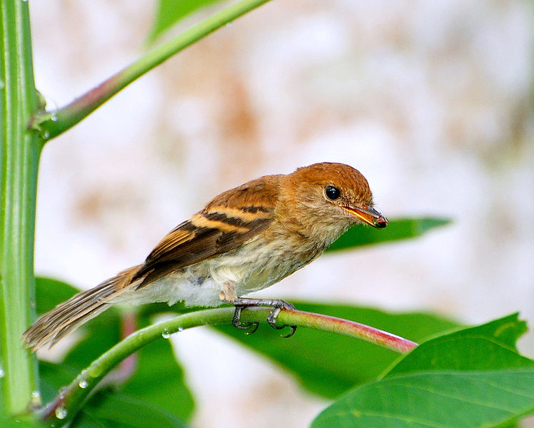 File:Flickr - Dario Sanches - FILIPE ( Myiophobus fasciatus).jpg