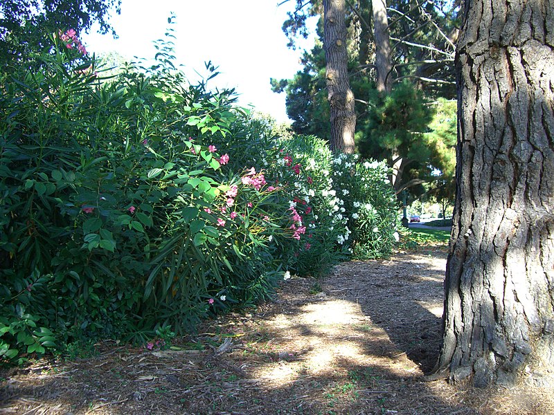 File:Flowering bush - panoramio.jpg