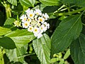 Lantana